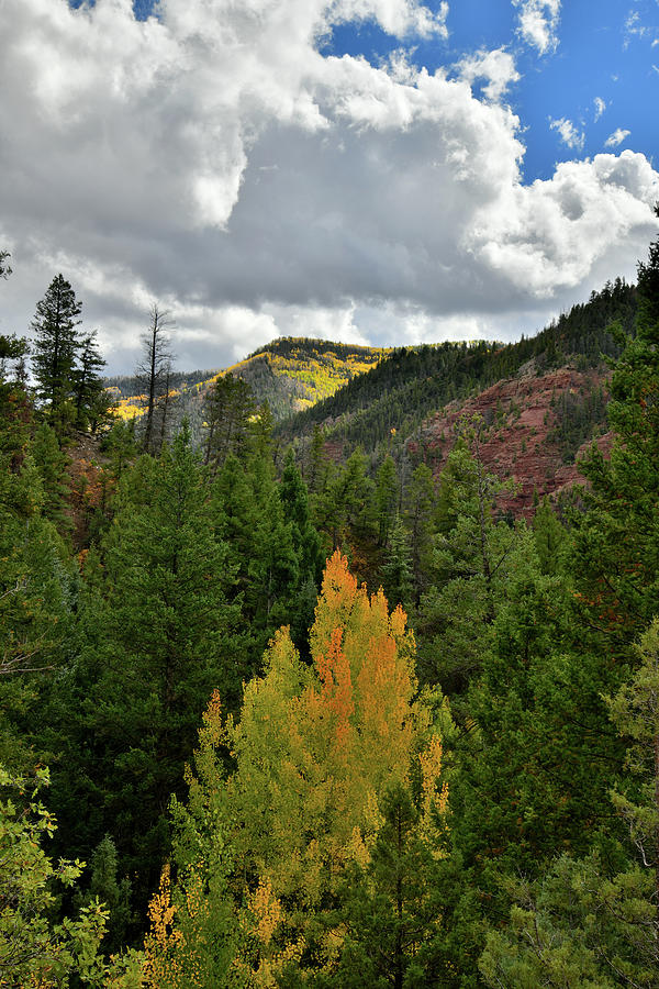Sawpit Colorado Fall Colors Photograph by Ray Mathis