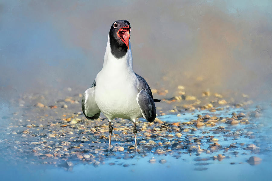 Laughing Gull Photograph - Say Ahhh by Donna Kennedy Laughing Gull Photograph - Say Ahhh by Donna Kennedy