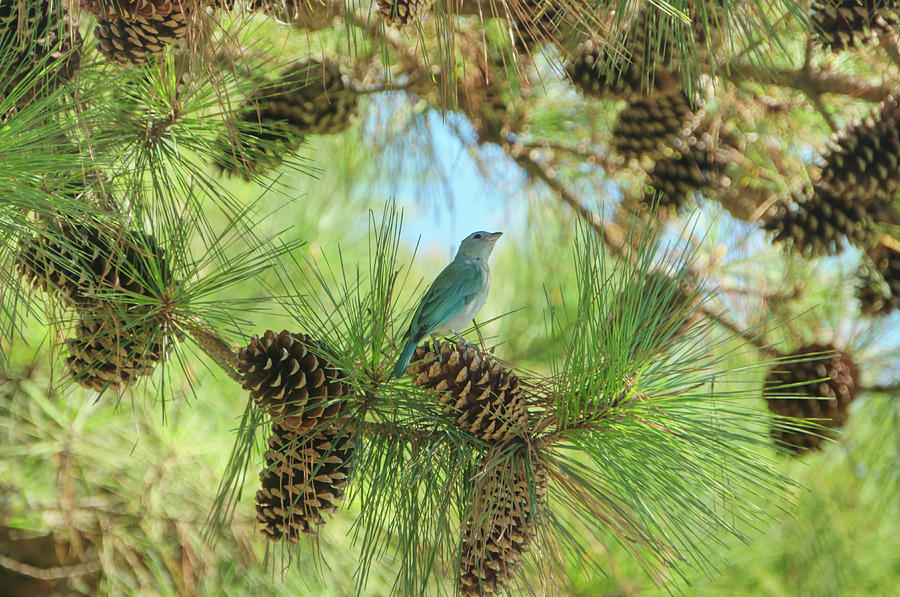 Sayaca Tanager Deep in Light Photograph by David Farlow | Pixels