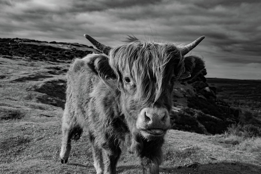 Saying hello to a Highland Cow at Baslow Edge Black and White Photograph by Scott Lyons