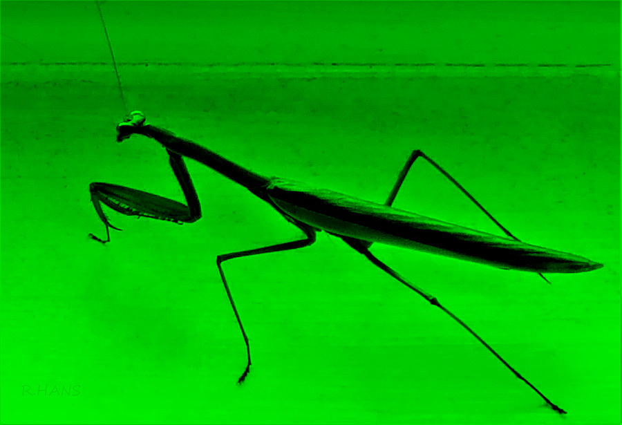 Sayville Praying Mantis Green Photograph by Rob Hans