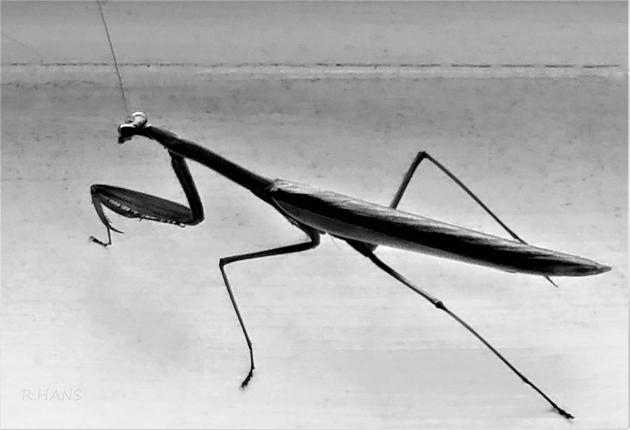 Sayville Praying Mantis Photograph by Rob Hans