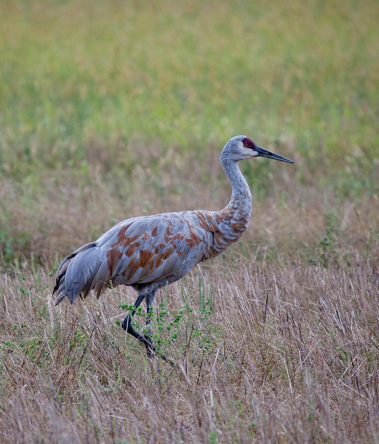 Sc13 Sandhill Crane Changes Feather Color Photograph by Judy Syring