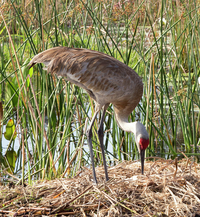 SC4 Sandhill Crane Checks Her Eggs Photograph by Judy Syring | Fine Art ...