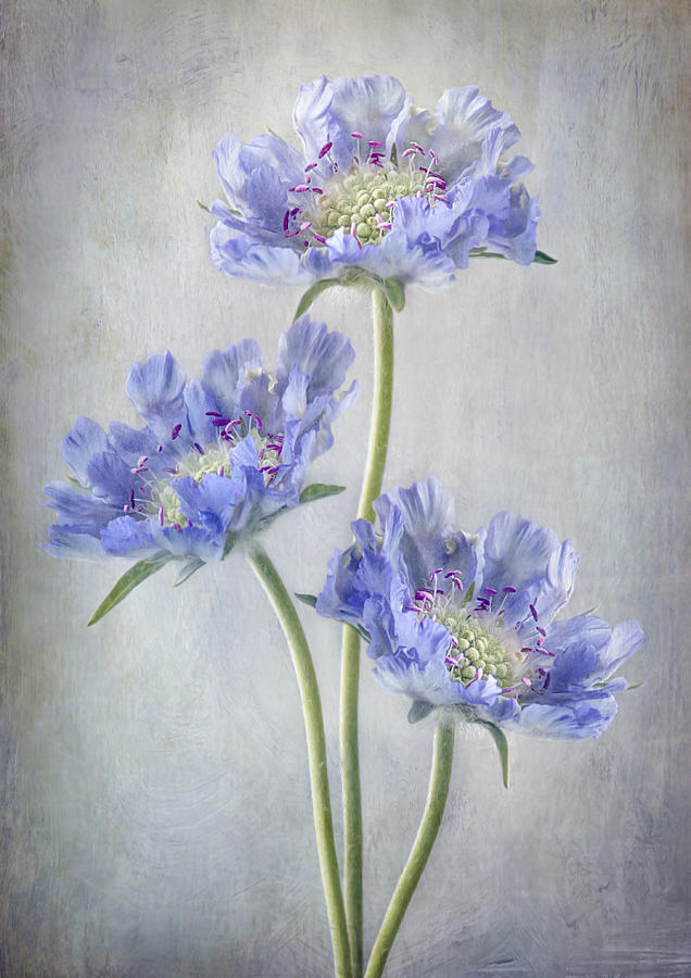 Scabiosa Photograph by Mandy Disher