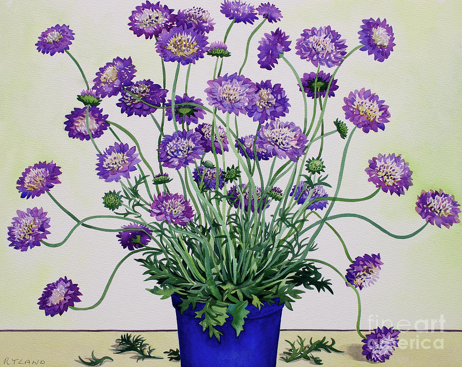 Scabious Painting by Christopher Ryland