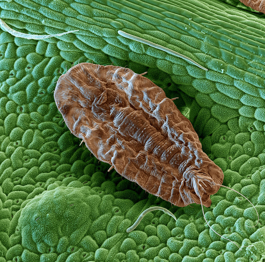 Scale Insect On An Avocado 2701 Photograph by Meckes/ottawa