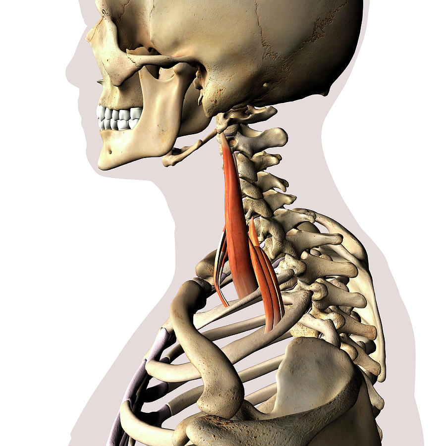 Scalene Neck Muscles Isolated Photograph by Hank Grebe - Pixels