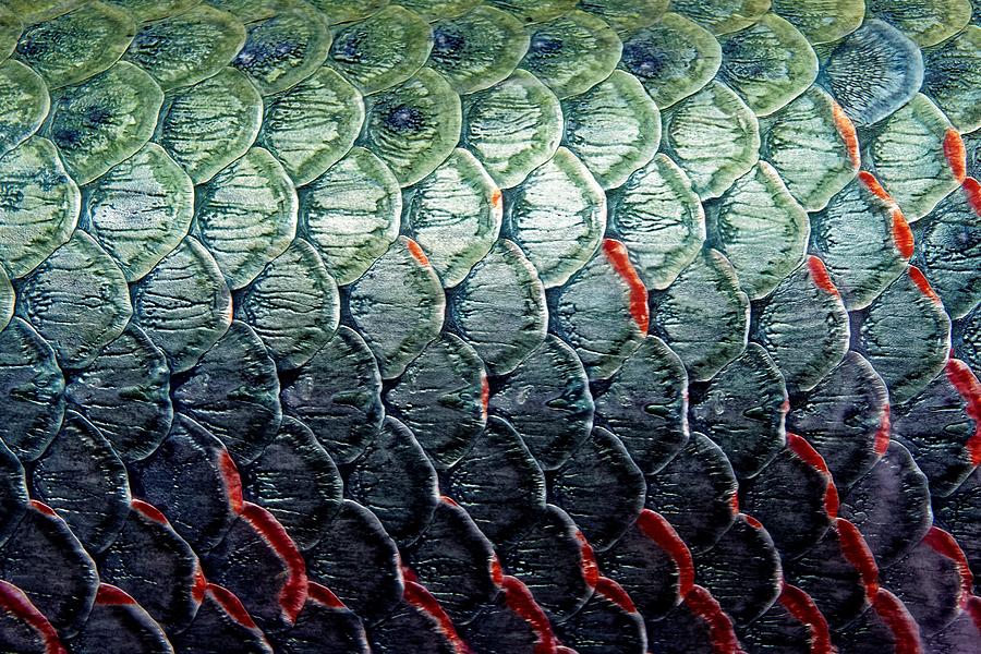 Scales Of An Arapaima Photograph by KJ Swan