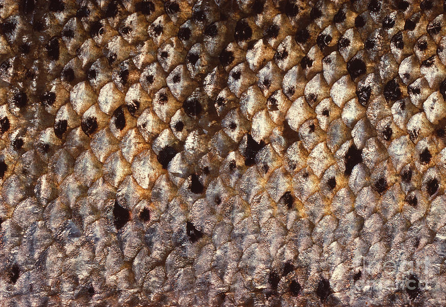 Scales Of The Atlantic Salmon Photograph by George Bernard/science Photo Library