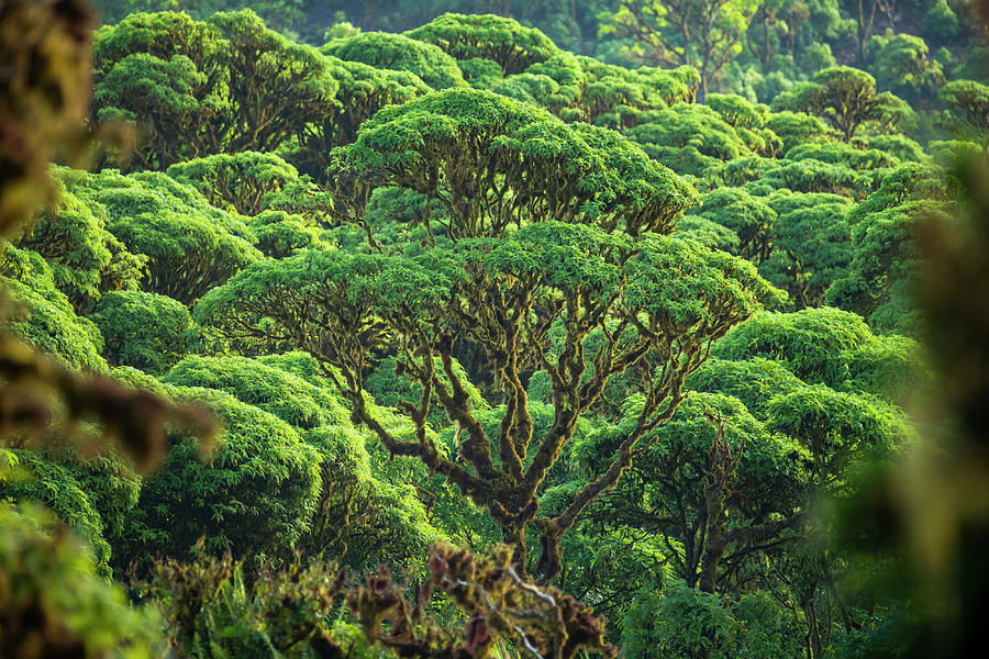 Scalesia Pedunculata Forest, Los Gemelos, Highlands, Santa Photograph by Tui De Roy / Naturepl.com Scalesia Pedunculata Forest, Los Gemelos, Highlands, Santa Photograph by Tui De Roy / Naturepl.com