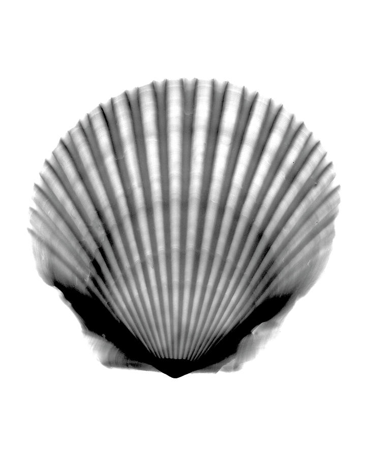 Scallop #3 X-ray Photograph by Bert Myers
