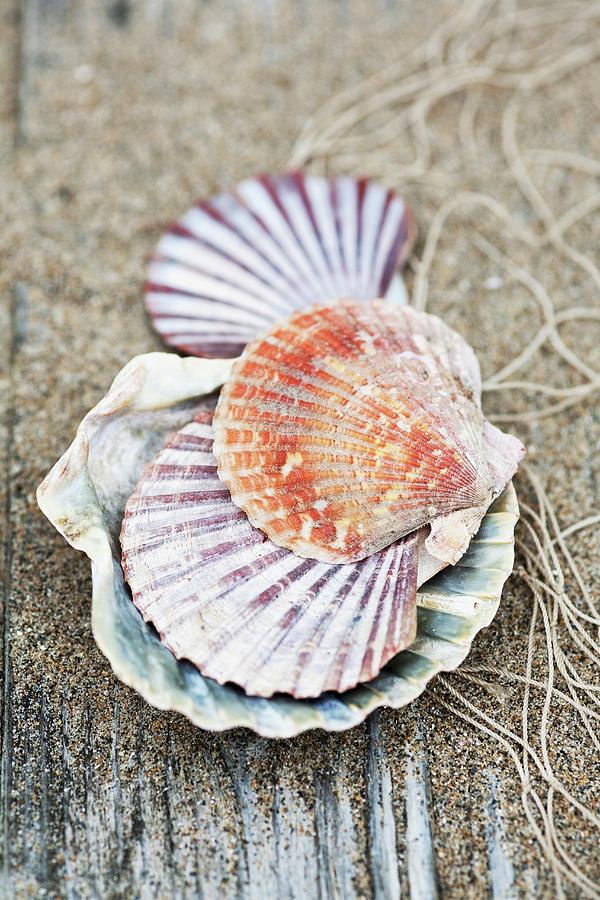 Scallop Shells, Sand And Fishing Net On Rustic Wooden Surface Photograph by Victoria Firmston