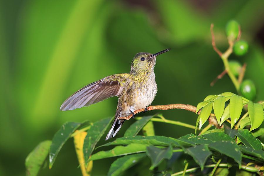 Scaly-breasted Hummingbird Photograph