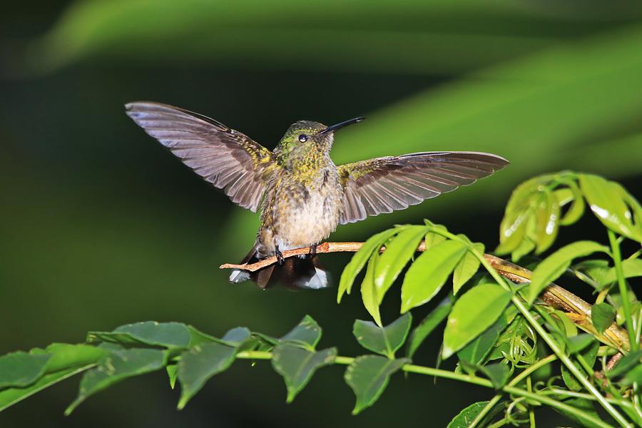 Scaly-breasted Hummingbird Wings Open Photograph