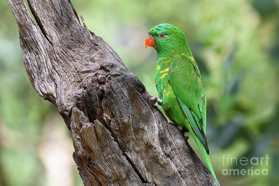 Wildlife Photograph - Scaly-breasted Lorikeet by Dr P. Marazzi/science Photo Library