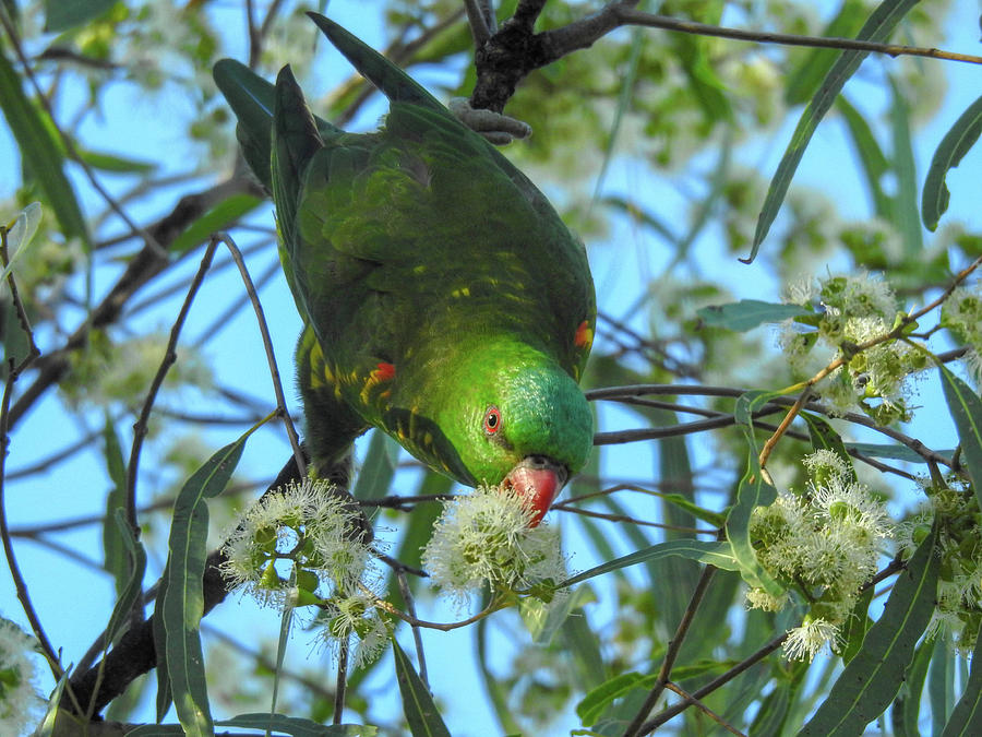 Nature Photograph - Scaly-Breasted Lorikeet by Lisa Crawford