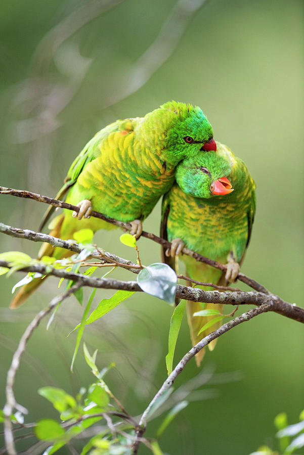 Wildlife Photograph - Scaly Breasted Lorikeet Pair Allopreening In Branch Of by Bruce Thomson / Naturepl.com