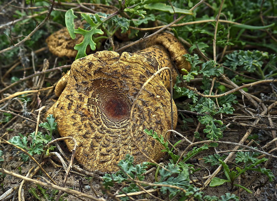 scaly Hedgehog Mushroom Photograph by Joyce Dickens