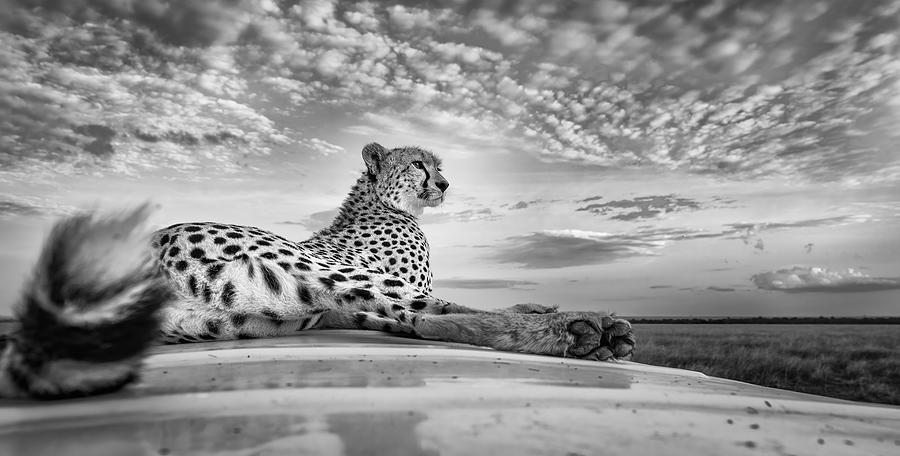 Scanning The Savanna Photograph by Jeffrey C. Sink