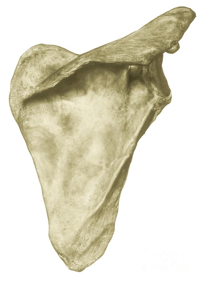 Scapula Bone by Russell Kightley/science Photo Library
