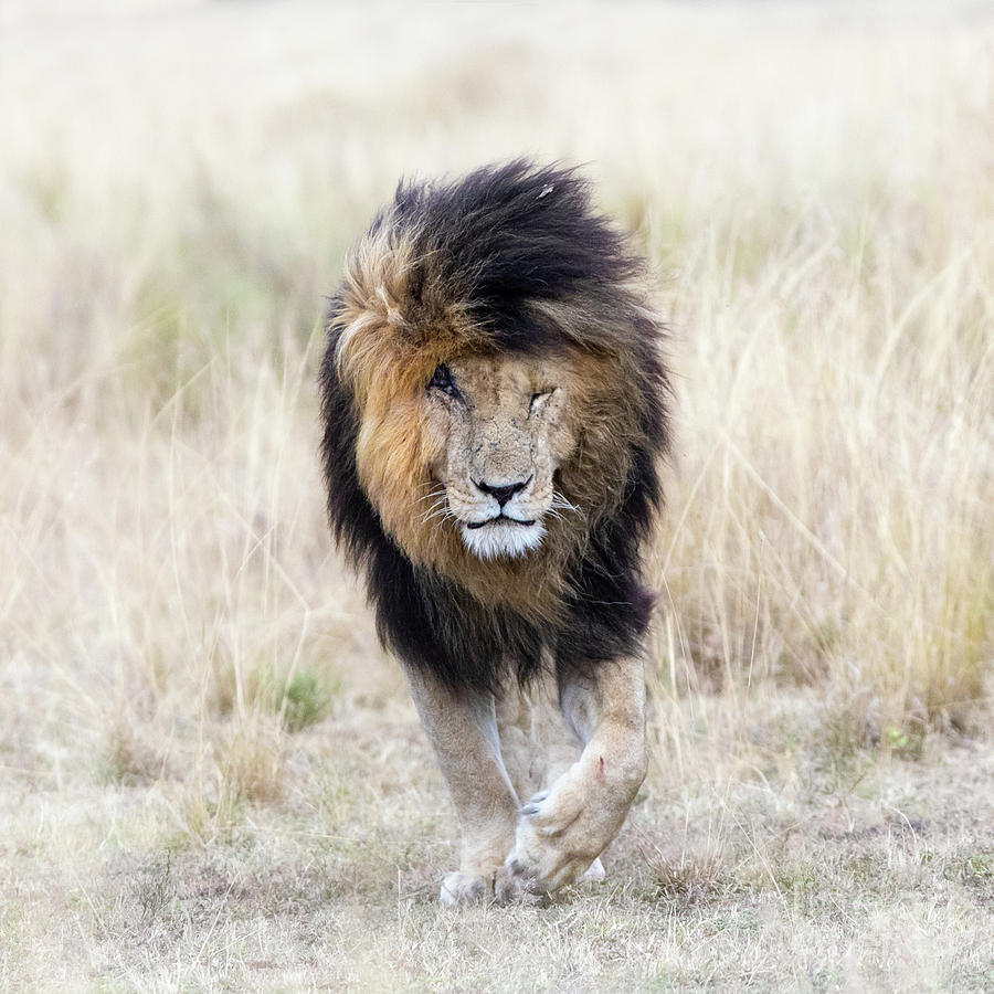 Scar the lion Photograph by Jane Rix