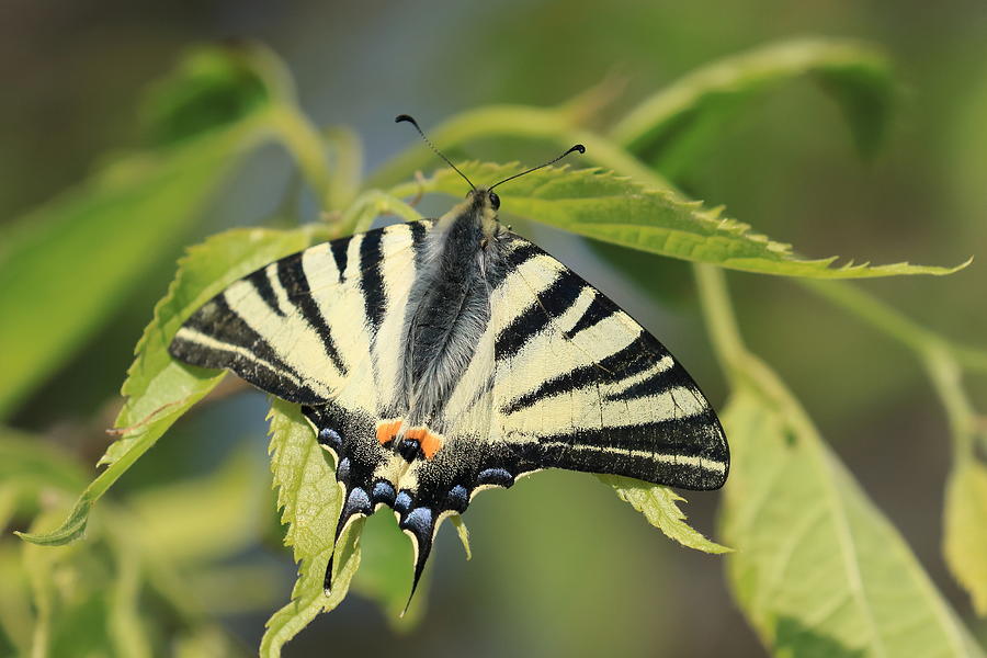 Butterfly Photograph - Scarce Swallowtail by Simun Ascic