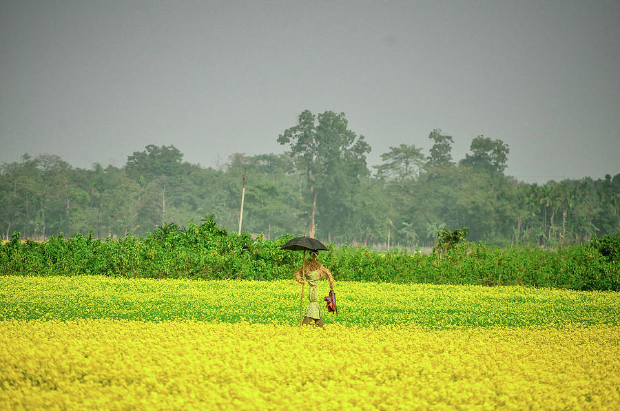 Scarecrow And Mustard Field Photograph by The Travelling Slacker