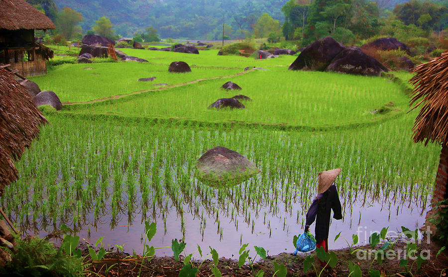 Scarecrow over Rice Fields Vietnam  Photograph by Chuck Kuhn