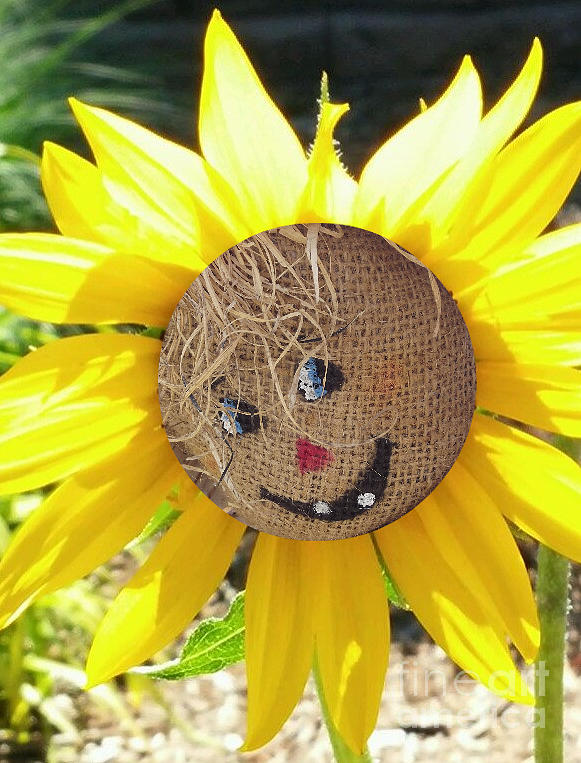 Scarecrow Sunflower Photograph