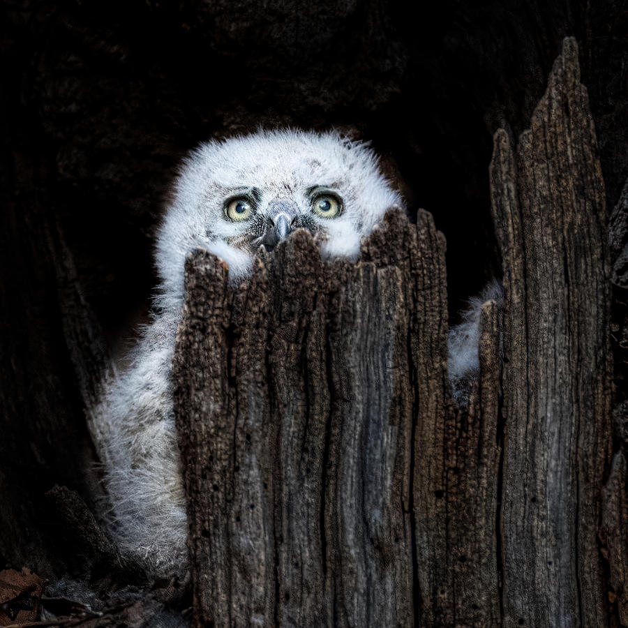 Owl Photograph - Scared by John J. Chen