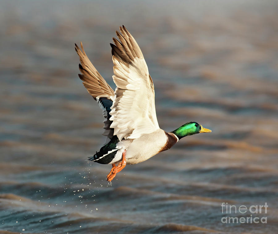 Duck Photograph - Scared Mallard Drake by Robert Frederick