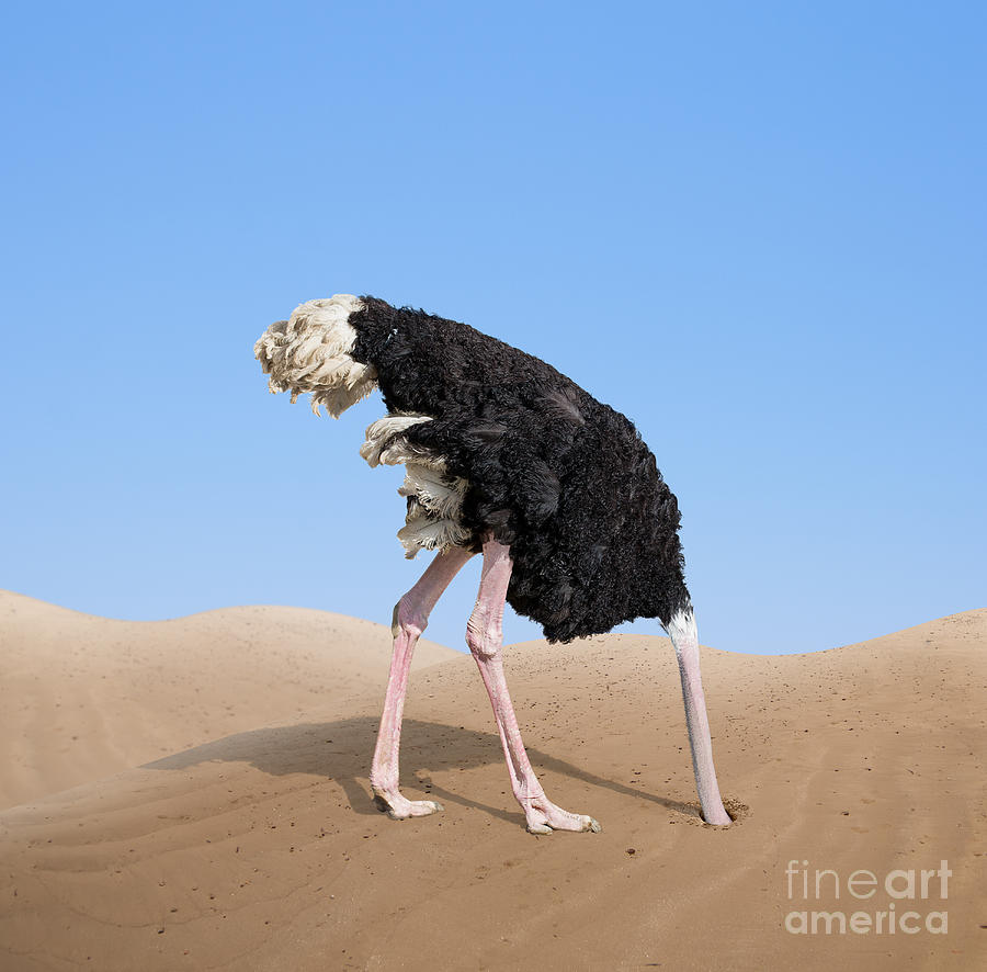 Ostrich Photograph - Scared Ostrich Burying Its Head In Sand by Andrey kuzmin Ostrich Photograph - Scared Ostrich Burying Its Head In Sand by Andrey kuzmin