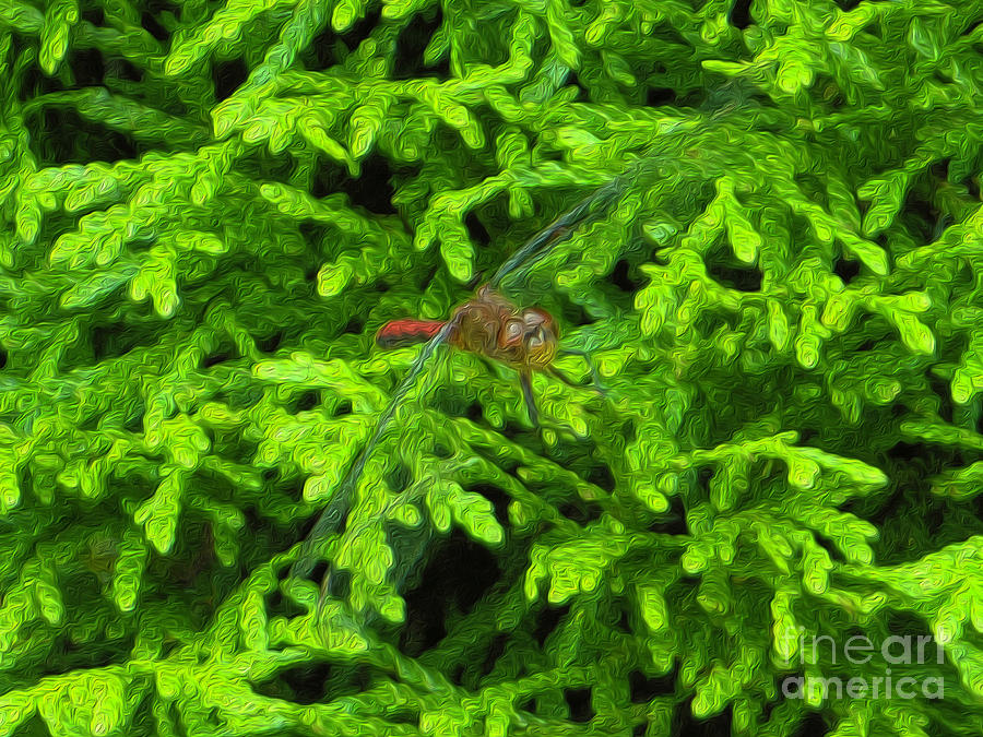 Scarlet Darter Male Dragonfly Photograph by Rockin Docks