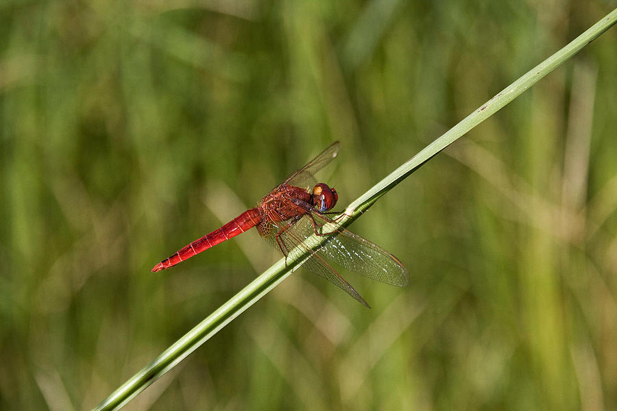 Scarlet Dragonfly Photograph by David Hosking
