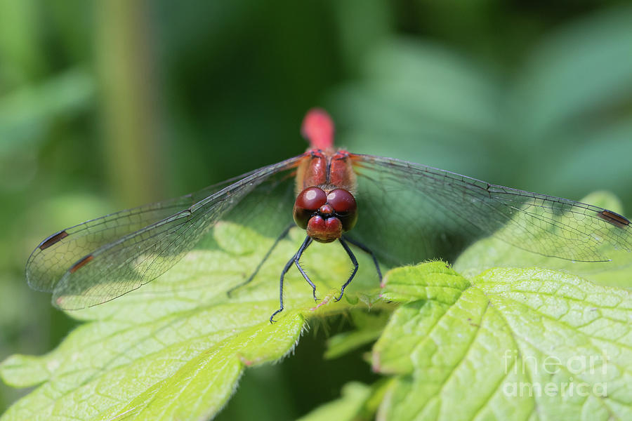 Scarlet Dragonfly Photograph by Eva Lechner