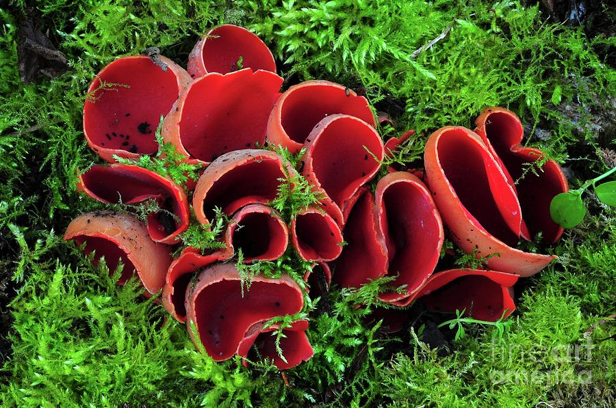 Nature Photograph - Scarlet Elf Cup Fungus by Colin Varndell/science Photo Library