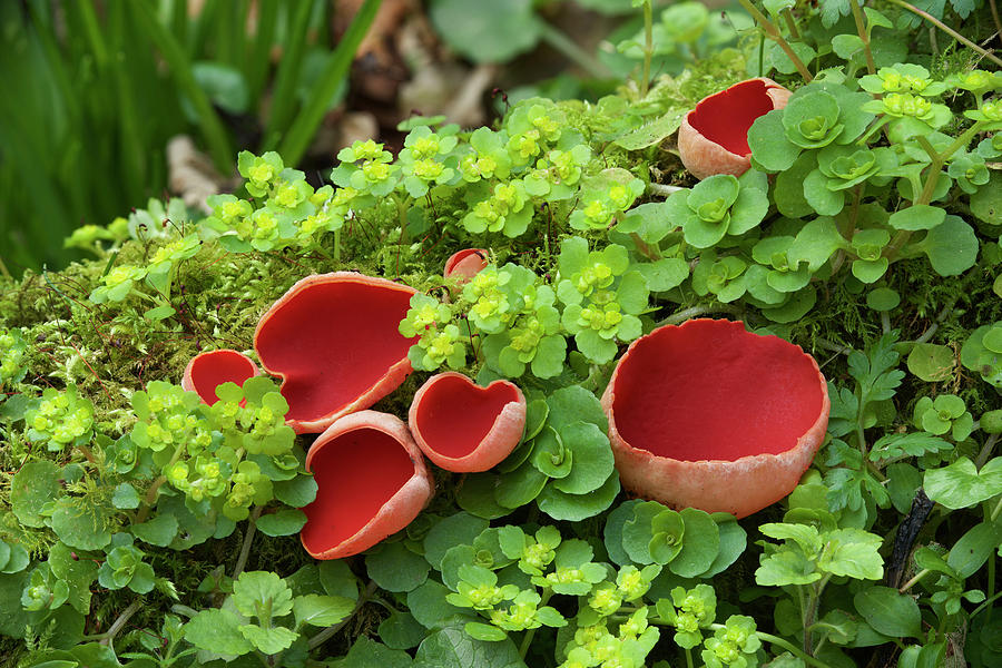 scarlet-elf-cup-fungus-county-armagh-northern-ireland-photograph-by