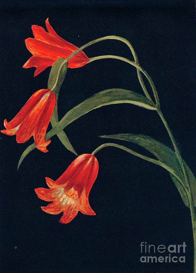 Scarlet Fritillaria,  C1915, 1915 Drawing by Print Collector