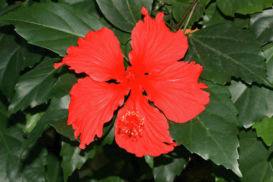 Scarlet Hibiscus Photograph By Giftus John - Pixels