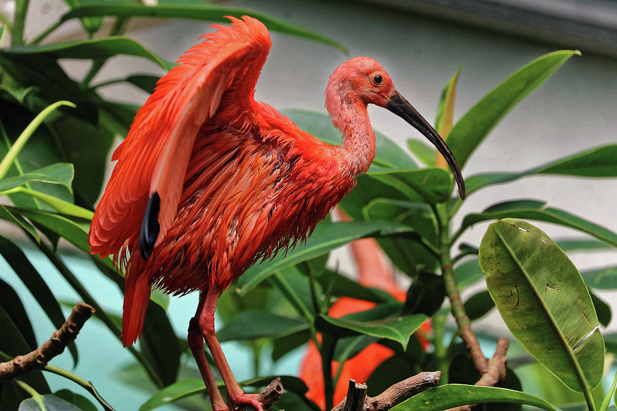 Scarlet Ibis 1 Photograph by Doolittle Photography and Art