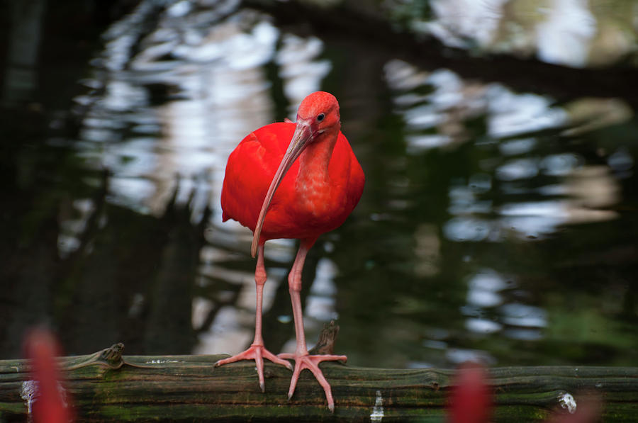 Bird Photograph - Scarlet Ibis 2 by Flees Photos