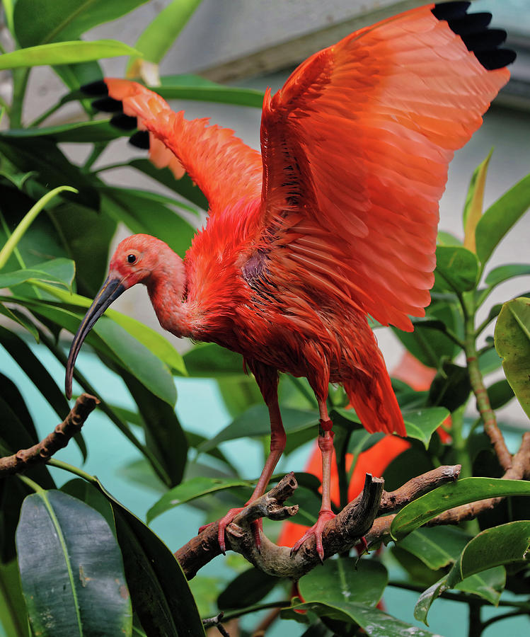 Scarlet Ibis 2 Photograph by Doolittle Photography and Art