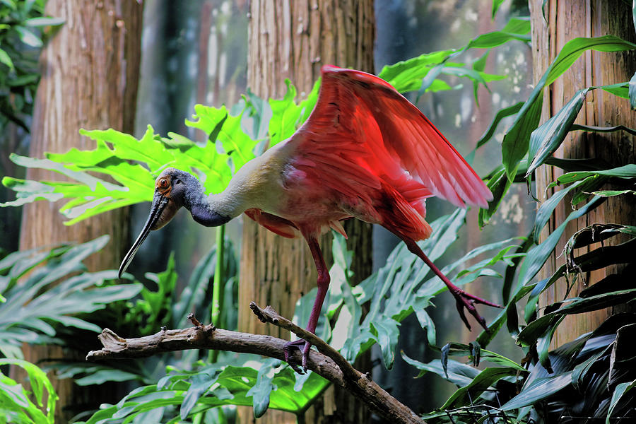 Scarlet Ibis 3 Photograph by Doolittle Photography and Art