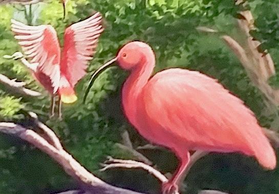 Pink Painting - Scarlet Ibis by Dara Dodson Pink Painting - Scarlet Ibis by Dara Dodson