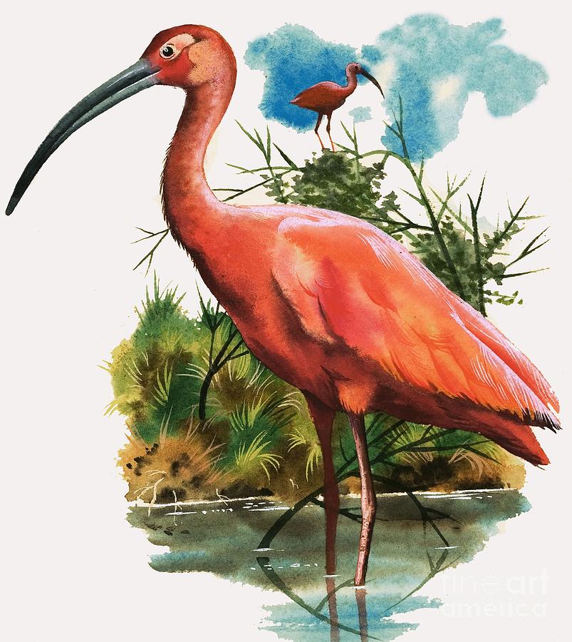 Scarlet Ibis Painting by English School