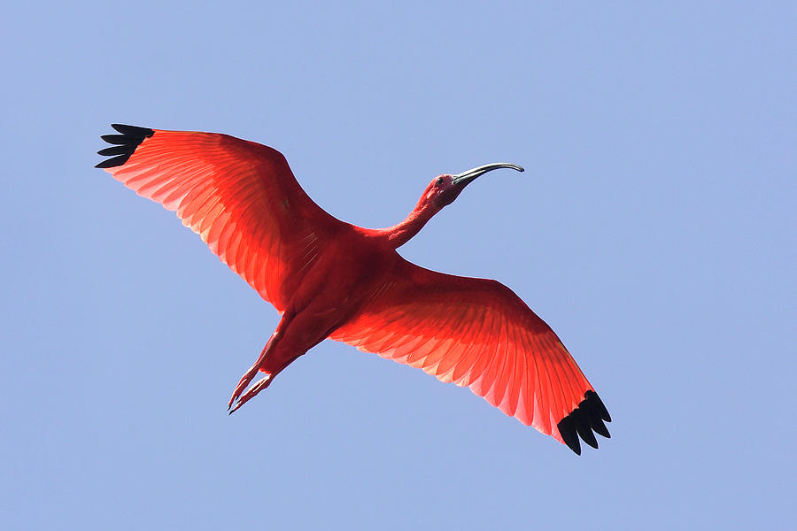 Scarlet Ibis (eudocimus Ruber), In Flight, Coro, Venezuela Photograph ...