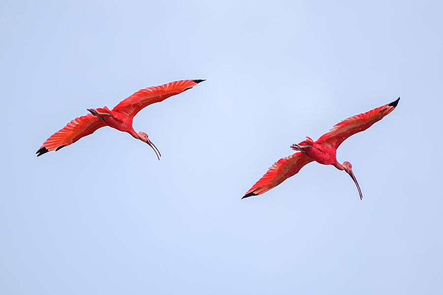 Scarlet Ibis Guanapalo Casanare Colombia Photograph by Adam Rainoff