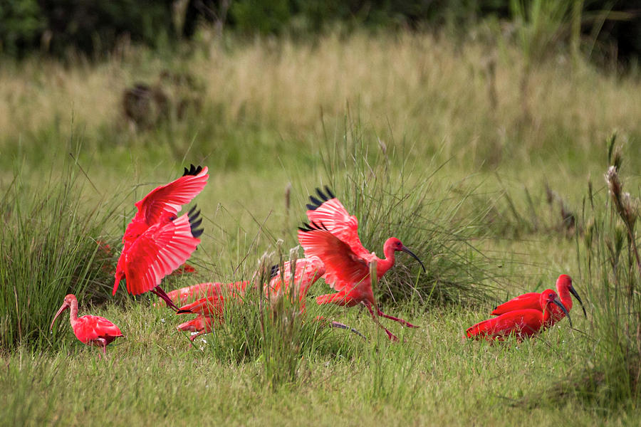 Scarlet Ibis Hato Barley Tauramena Casanare Colombia Photograph by Adam Rainoff