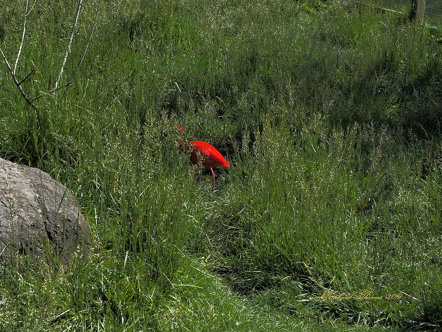 Scarlet Ibis Hiding  Photograph by Richard Thomas